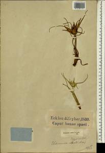 Ficinia radiata (L.f.) Kunth, Africa (AFR) (South Africa)