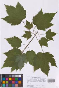 Acer barbinerve Maxim., Eastern Europe, Moscow region (E4a) (Russia)