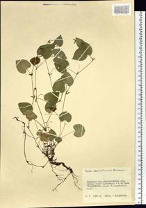 Viola sacchalinensis H. Boissieu, Siberia, Russian Far East (S6) (Russia)