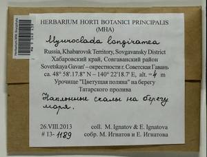 Myuroclada longiramea (Müll. Hal.) Min Li, Y.F. Wang, Ignatov & Huttunen, Bryophytes, Bryophytes - Russian Far East (excl. Chukotka & Kamchatka) (B20) (Russia)