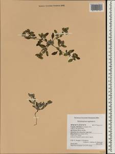 Heliotropium supinum L., South Asia, South Asia (Asia outside ex-Soviet states and Mongolia) (ASIA) (Cyprus)