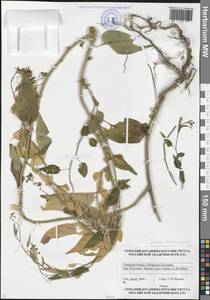Solanum dulcamara L., Caucasus, Stavropol Krai, Karachay-Cherkessia & Kabardino-Balkaria (K1b) (Russia)