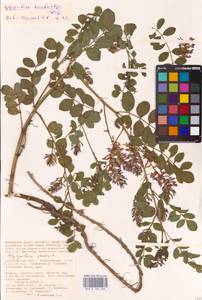 Glycyrrhiza glabra L., Eastern Europe, Lower Volga region (E9) (Russia)