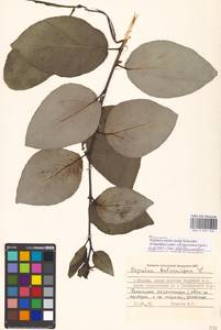 Populus ×moscoviensis Schröd., Eastern Europe, Moscow region (E4a) (Russia)