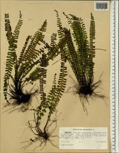 Asplenium monanthes L., Africa (AFR) (Ethiopia)