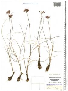 Allium moschatum L., Caucasus, Black Sea Shore (from Novorossiysk to Adler) (K3) (Russia)