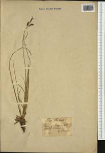Carex sempervirens Vill., Western Europe (EUR) (Austria)