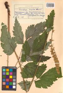 Actaea simplex (DC.) Wormsk. ex Fisch. & C. A. Mey., Siberia, Chukotka & Kamchatka (S7) (Russia)