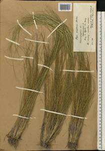 Stipa sareptana A.K.Becker, Eastern Europe, Lower Volga region (E9) (Russia)
