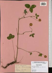 Trifolium hybridum L., Eastern Europe, Central region (E4) (Russia)