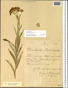 Jacobaea paludosa subsp. lanata (Holub) B. Nord., Siberia, Western Siberia (S1) (Russia)