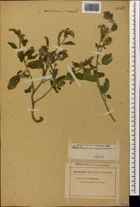 Heliotropium europaeum L., Caucasus, Georgia (K4) (Georgia)