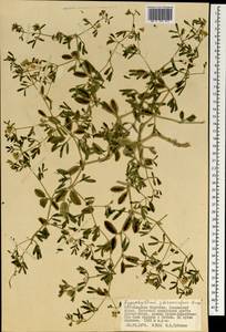 Zygophyllum pterocarpum Bunge, Mongolia (MONG) (Mongolia)