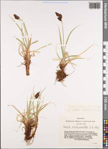 Carex melanantha C.A.Mey., Siberia, Altai & Sayany Mountains (S2) (Russia)