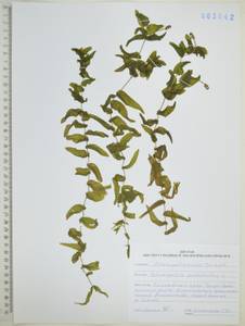 Potamogeton perfoliatus L., Siberia, Russian Far East (S6) (Russia)