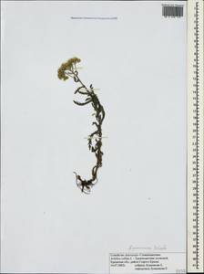 Achillea pannonica Scheele, Crimea (KRYM) (Russia)