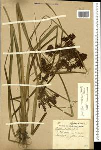 Cyperus serotinus Rottb., Caucasus, Black Sea Shore (from Novorossiysk to Adler) (K3) (Russia)