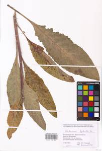 MHA 0 158 880, Verbascum lychnitis L., Eastern Europe, Central forest-and-steppe region (E6) (Russia)
