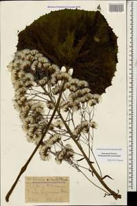 Petasites albus (L.) Gaertn., Caucasus, Stavropol Krai, Karachay-Cherkessia & Kabardino-Balkaria (K1b) (Russia)