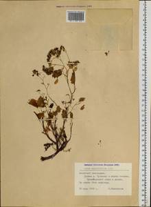 Hylotelephium populifolium (Pall.) H. Ohba, Siberia, Altai & Sayany Mountains (S2) (Russia)