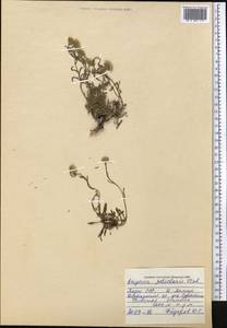 Erigeron petiolaris F. Vierh., Middle Asia, Pamir & Pamiro-Alai (M2) (Tajikistan)