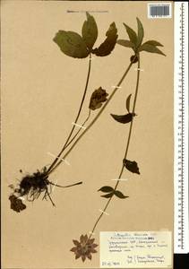 Astrantia maxima Pall., Caucasus, Georgia (K4) (Georgia)