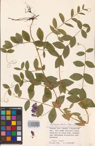 Lathyrus japonicus var. maritimus (L.) J.T.Kartesz & Gandhi, Eastern Europe, Northern region (E1) (Russia)