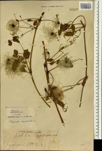 Clematis orientalis L., South Asia, South Asia (Asia outside ex-Soviet states and Mongolia) (ASIA) (China)