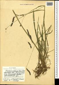 Hordeum brevisubulatum (Trin.) Link, Caucasus, Armenia (K5) (Armenia)