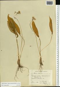 Allium ursinum L., Eastern Europe, Central region (E4) (Russia)