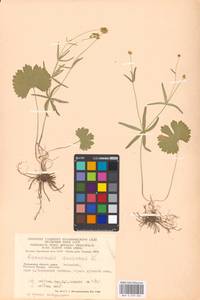 Ranunculus auricomus L., Eastern Europe, Moscow region (E4a) (Russia)