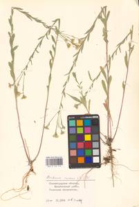 Berteroa incana (L.) DC., Eastern Europe, Lower Volga region (E9) (Russia)