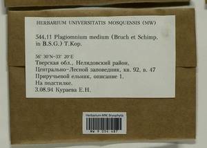 Plagiomnium medium (Bruch & Schimp.) T.J. Kop., Bryophytes, Bryophytes - Middle Russia (B6) (Russia)