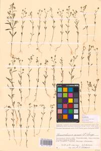 MHA 0 159 533, Chaenorhinum minus (L.) Lange, Eastern Europe, Lower Volga region (E9) (Russia)