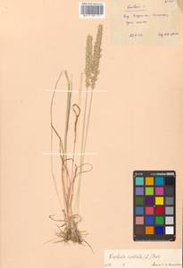 Koeleria pyramidata (Lam.) P.Beauv., Siberia, Russian Far East (S6) (Russia)