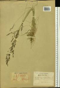 Agrostis vinealis Schreb., Siberia, Chukotka & Kamchatka (S7) (Russia)
