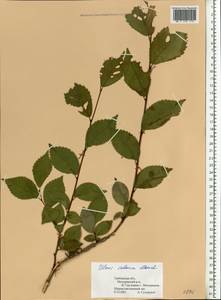 Ulmus minor subsp. minor, Eastern Europe, Central forest-and-steppe region (E6) (Russia)