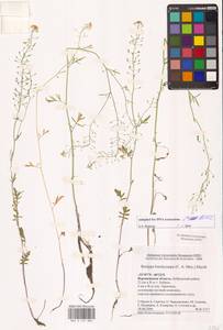 Rorippa brachycarpa (C.A.Mey.) Hayek, Eastern Europe, Central forest-and-steppe region (E6) (Russia)