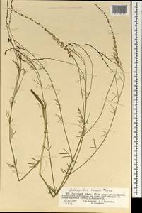 Astragalus tenuis Turcz., Mongolia (MONG) (Mongolia)
