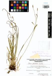 Carex vaginata var. petersii (C.A.Mey. ex F.Schmidt) Akiyama, Siberia, Baikal & Transbaikal region (S4) (Russia)