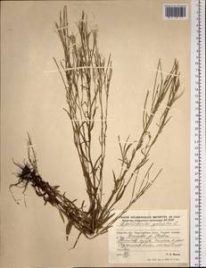 Epilobium palustre L., Siberia, Russian Far East (S6) (Russia)