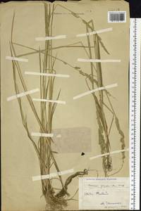 Beckmannia syzigachne (Steud.) Fernald, Siberia, Western (Kazakhstan) Altai Mountains (S2a) (Kazakhstan)