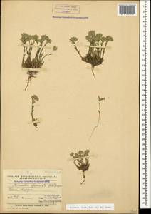 Minuartia glomerata (M. Bieb.) Degen, Crimea (KRYM) (Russia)