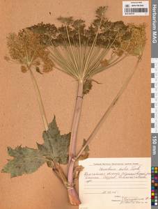 Heracleum maximum W.Bartram, Siberia, Chukotka & Kamchatka (S7) (Russia)