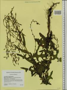 Lactuca serriola L., Siberia, Baikal & Transbaikal region (S4) (Russia)