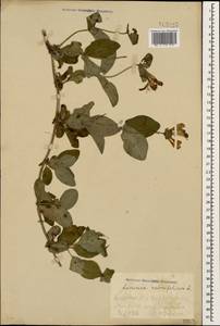 Lonicera caprifolium L., Caucasus, Georgia (K4) (Georgia)