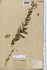 Hieracium virosum Pall., Middle Asia, Northern & Central Kazakhstan (M10) (Kazakhstan)