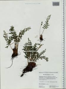 Woodsia ilvensis (L.) R. Br., Siberia, Russian Far East (S6) (Russia)