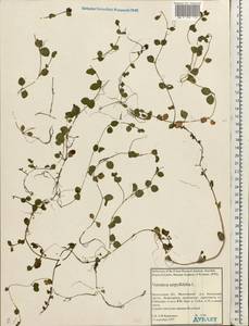 Veronica serpyllifolia L., Eastern Europe, Northern region (E1) (Russia)