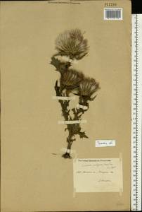 Cirsium vulgare (Savi) Ten., Eastern Europe, Central region (E4) (Russia)